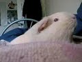 Dot the Guinea Pig Dot the Guinea Pig
