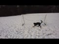 Ethan the Dog Goalkeeper - Penalty kick (ORIGINAL)