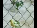 videos de Pollos suicidas del cetis 112