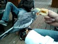 Idan feeds the shenkar parrot