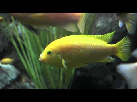 Aquarium Guadalajara