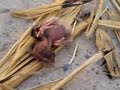 quemada del pichon