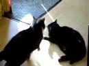 Cat fight Cat fight