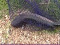 Giant Snakehead on Helix Buzz Buzzbait