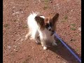 Walk with papillon dogs 2007