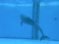 dolphins-from-shimonoseki-aquarium-japan.html