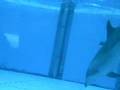 Dolphins from Shimonoseki aquarium (Japan)