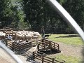 青青草原趕羊秀
