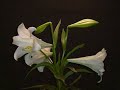 Time Lapse Blooming of Easter Lilies