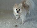 Bubbles the Pomeranian and Mason the Shih Tzu