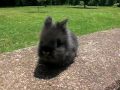 videos de Chloe - 6 Week Old Lionhead Bunny