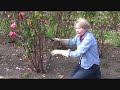Pruning Roses for Maximum Display Pruning Roses for Maximum Display