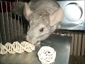 TAKING GOOD CARE OF YOUR CHINCHILLA PART 2 TAKING GOOD CARE OF YOUR CHINCHILLA PART 2