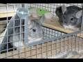 videos de TAKING GOOD CARE OF YOUR CHINCHILLA PART 2