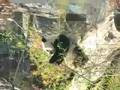 videos de Panda bamboo twirl