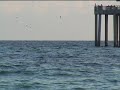 Dolphins