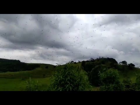 Brasilien: Hunderte Spinnen schweben scheinbar durc ...