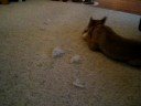 Shiba Inu - Nanea - defluffs toy bone