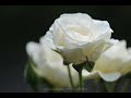 Letra de la cancion Mi querido amor - Cristian Castro