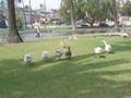 Airedale Terrier video