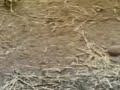 Scary Sheep Devil Joke