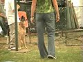 4H Sarasota County Fair Dog Show agility