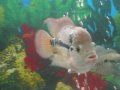 Titto-My flowerhorn