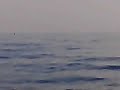 il trio dello shampoo incontra i delfini al largo d ct