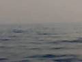 videos de il trio dello shampoo incontra i delfini al largo d ct