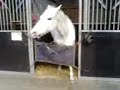 Paard