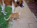 my cat&dog - love story