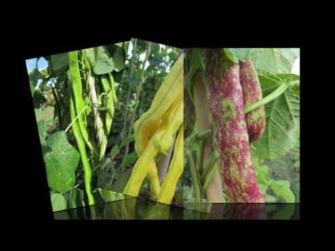 how to harvest your own seeds from your garden