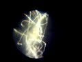 morgellons gene expression recombinant DNA
