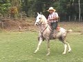 El Principe Caballo, Costarricense de Paso