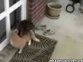 Here Kitty Kitty
