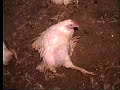 stella-mccartney-investigates-a-fur-farm.html