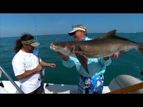 Addictive Fishing: Cocoa Beach Cobia - BEST EATING fish on the planet