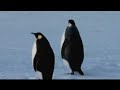 farce of the penguins preview