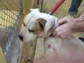 BO8-60 Boxer mix