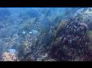 Test underwater filming. Test underwater filming.