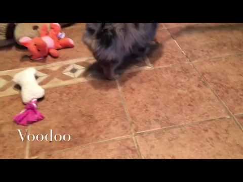 Voodoo male pomeranian