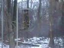 Red Bellied Woodpecker Valentines Day 2007