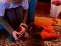 videos de Alfie and Christmas