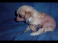 eldacan the miniature (ELDACAN KENNEL)