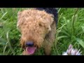 Aiuto smarrito Airedale Terrier Roma Aiuto smarrito Airedale Terrier Roma
