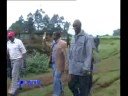 Wakulima wanatishia kungoa majani chai Wakulima wanatishia kungoa majani chai