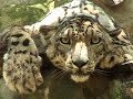 Jessica's Big Cat Rescue Donations
