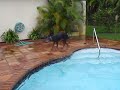 Bronco Swimming