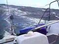 Farr 40 seiling