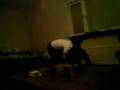 videos de Fight in smalandsstenar